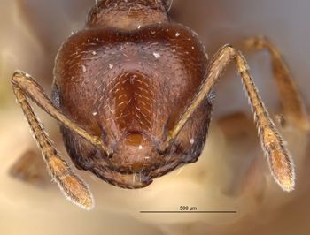 Media type: image;   Entomology 20806 Aspect: head frontal view